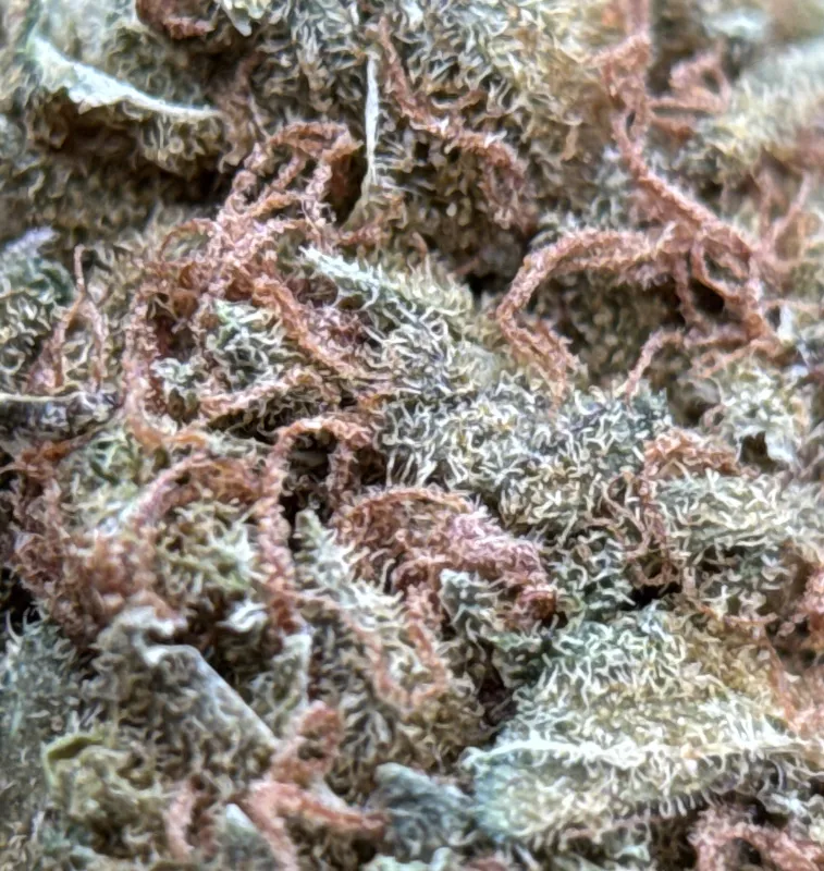 White Widow product image 7